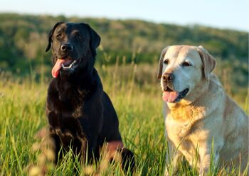 Shampoing 99% Biologique chien "Poils courts"- Sans SCI 3