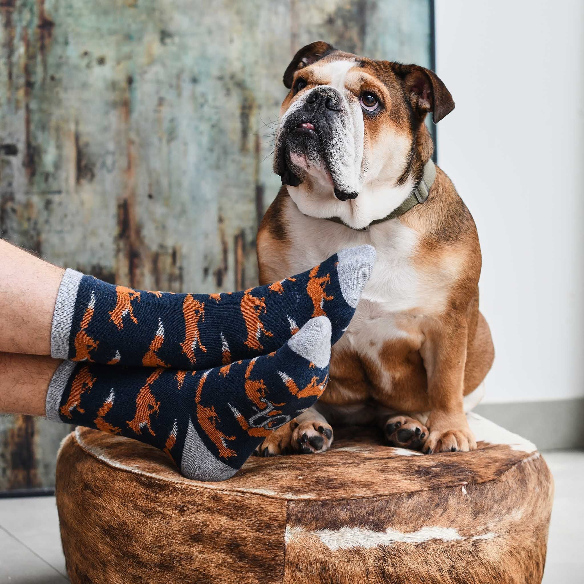 Calzini alla caviglia in lana d'agnello da uomo - volpe da corsa - blu scuro