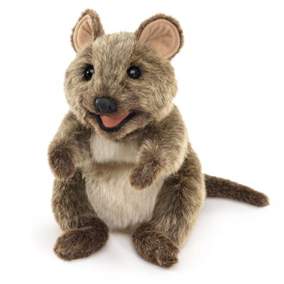 Canguro de cola corta / Quokka 3196