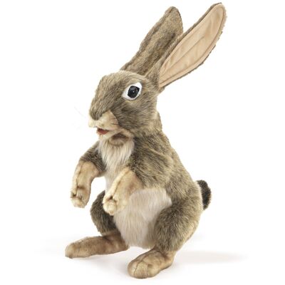Brown Hare / Jack Rabbit 3200