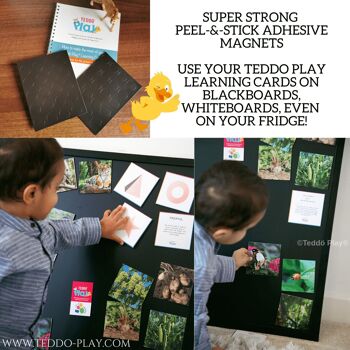 Teddo Play Birds of Prey, Animals & Insects (Letter-linking Spelling Edition) + Cadeaux 17