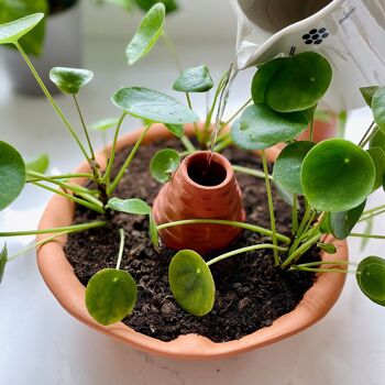 Jardin d'eau douce - Pot à réserve d'eau coupe + diffuseur 2