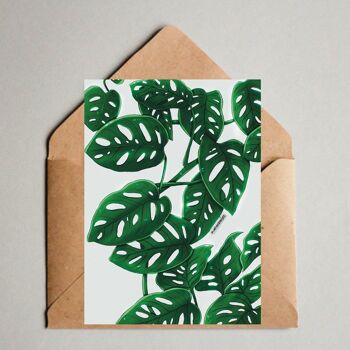 Carte postale / A6 Print - Monstera adansonii variegata, dessin imprimé 1