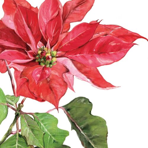 Poinsettia rouge Napkin 25x25