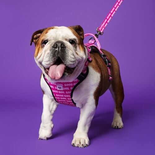 Good Girl Dog Harness