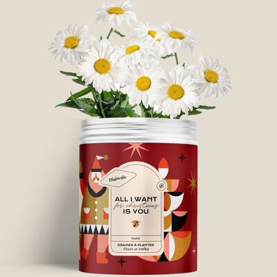 KIT DE GRAINES À PLANTER : ALL I WANT FOR CHRISTMAS IS YOU