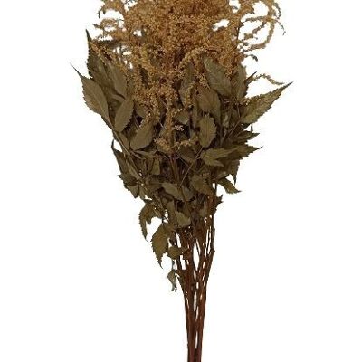 PRESERVED ASTILBE