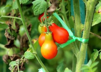 Tomate cerise poire rouge bio 3