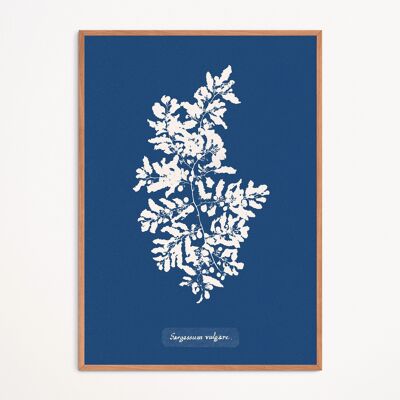 Poster: Sargassum Vulgare – Anna Atkins