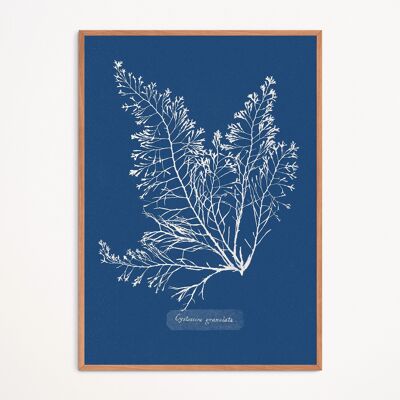 Poster: Cystoseira Granulata - Anna Atkins