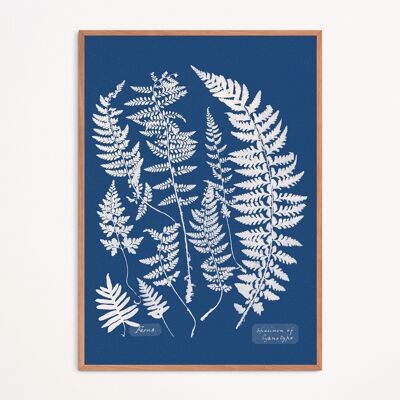 Poster: Farne, Exemplar der Cyanotypie – Anna Atkins
