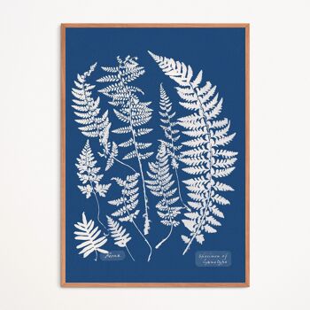 Affiche : Ferns, Specimen of Cyanotype - Anna Atkins 1