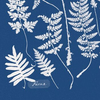 Affiche : Ferns, Specimen of Cyanotype - Anna Atkins 4