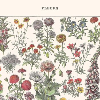 Affiche : Fleurs I 6