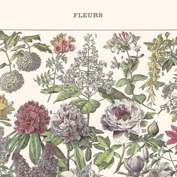 Affiche : Fleurs II 5