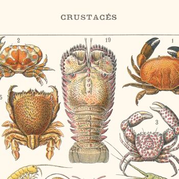 Affiche : Crustacés 7