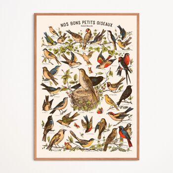 Affiche : Nos Bons Petits Oiseaux 1
