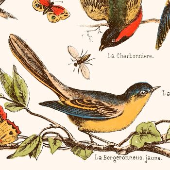 Affiche : Nos Bons Petits Oiseaux 6