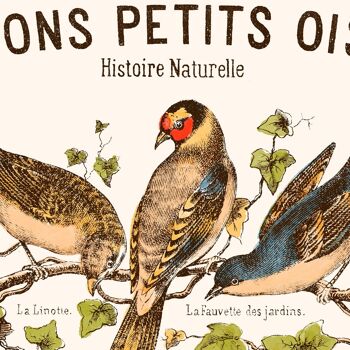 Affiche : Nos Bons Petits Oiseaux 7