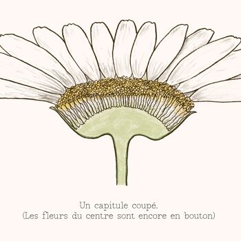 Affiche : La Grande Marguerite 6