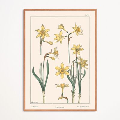 Poster: Daffodil