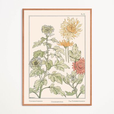 Poster: Chrysantheme