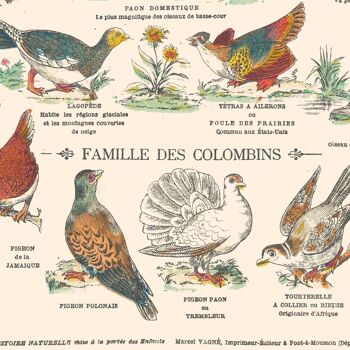 Affiche : Gallinacés & Colombins - Planche éducative 6