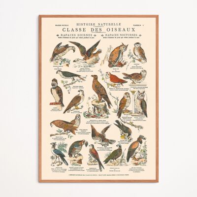 Poster: Tag- und Nachtgreifvögel – Lehrtafel