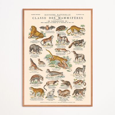 Poster: Mammals - Carnivores - Educational board
