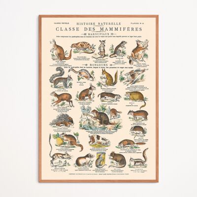 Poster: Mammals - Marsupials & Rodents - Educational board