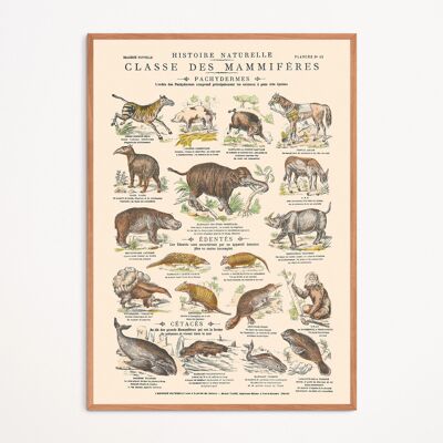 Poster: Mammals - Pachyderms - Educational board