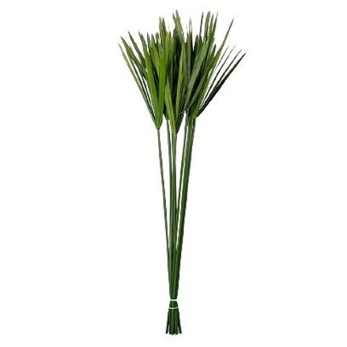 CYPERUS PRESERVADO VERDE