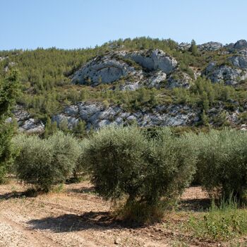 Huile d'olive biologique Terre Ducru Fruité Vert AOP Les Baux-de-Provence 2