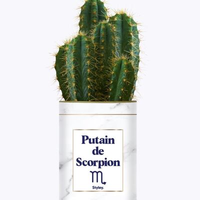 Cactus and Succulent Plant - Putain D'Astro