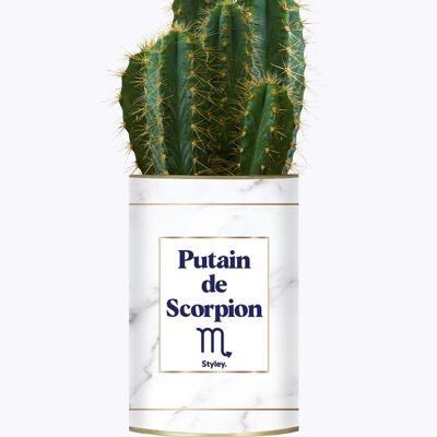 Cactus and Succulent Plant - Putain D'Astro