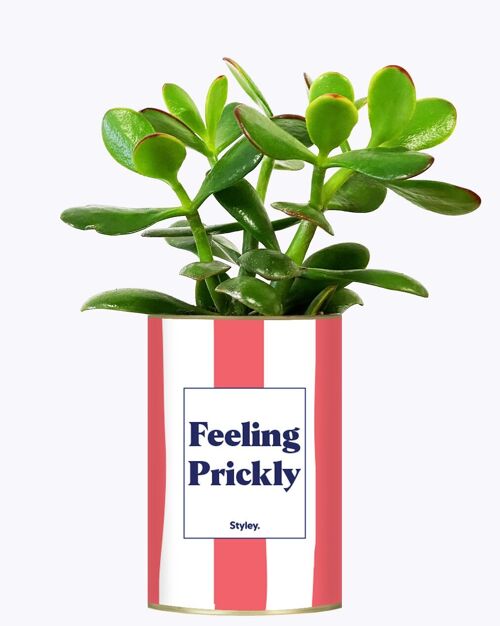 Plante Grasse - Feeling Prickly