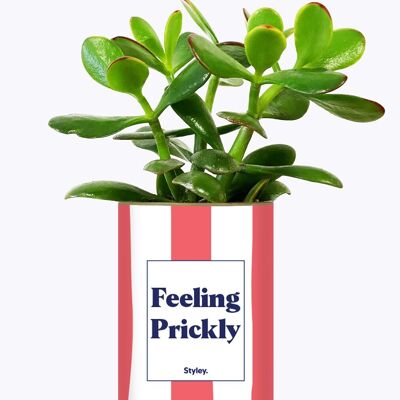 Sukkulente Pflanze – Fühlt sich stachelig an