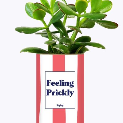 Sukkulente Pflanze – Fühlt sich stachelig an
