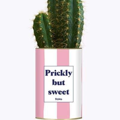 Succulent Plant - Prickly but sweet