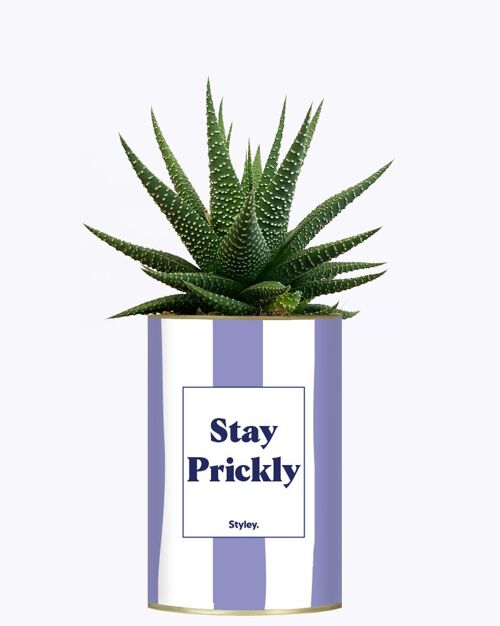 Plante Grasse - Stay Prickly