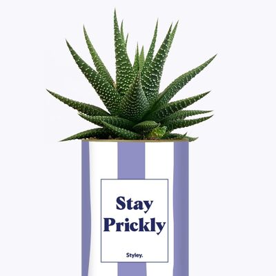 Succulent Plant - Stay Prickly