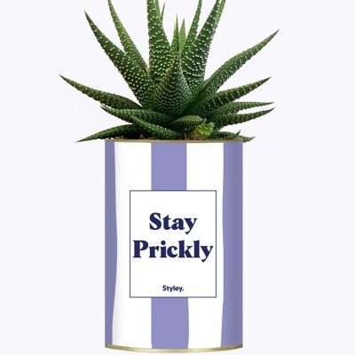 Succulent Plant - Stay Prickly