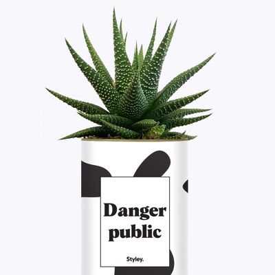 Succulent plant - Public danger