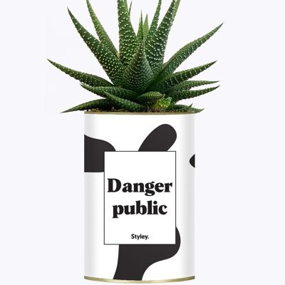 Sukkulente Pflanze - Gefahr für die Öffentlichkeit