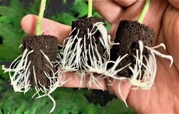 Grow-Win Plug Seeder, plateau pour semis de graines potagères pret à l'emploi 3