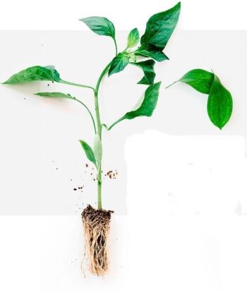 Grow-Win Plug Seeder, plateau pour semis de graines potagères pret à l'emploi 5