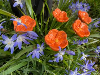 Fleurs de cerisier en céramique orange, pieu végétal 5