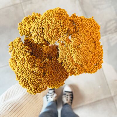 Achillea Parker Yellow Dried Flowers