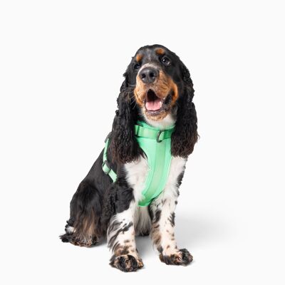 Pettorina flessibile per cani color verde menta verde menta