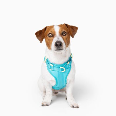 Arnés flexible para perros con bloques de color azul cian
